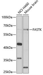 FASTK Antibody in Western Blot (WB)