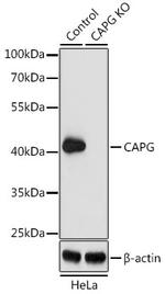 CAPG Antibody in Western Blot (WB)