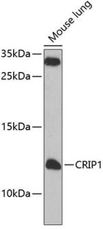 CRIP1 Antibody in Western Blot (WB)