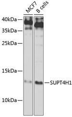 Supt4h1 Antibody in Western Blot (WB)