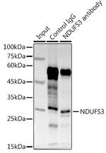 NDUFS3 Antibody in Immunoprecipitation (IP)