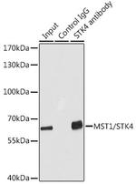 MST1 (STK4) Antibody in Immunoprecipitation (IP)