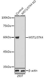 MST1 (STK4) Antibody