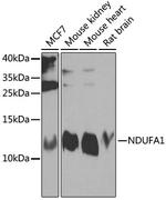 NDUFA1 Antibody in Western Blot (WB)