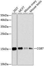 hCG beta-7 Antibody in Western Blot (WB)