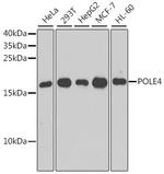 POLE4 Antibody in Western Blot (WB)