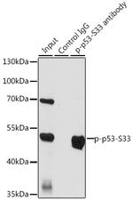 Phospho-p53 (Ser33) Antibody in Immunoprecipitation (IP)