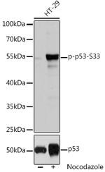 Phospho-p53 (Ser33) Antibody in Western Blot (WB)
