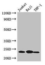 D4-GDI Antibody in Western Blot (WB)