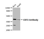 CD72 Antibody in Western Blot (WB)