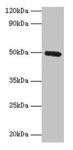 CLEC18A Antibody in Western Blot (WB)
