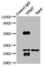TPMT Antibody in Western Blot (WB)