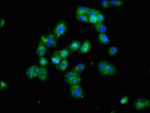 DLK1 Antibody in Immunocytochemistry (ICC/IF)