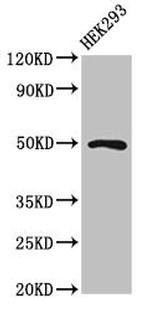 HB9 Antibody in Western Blot (WB)