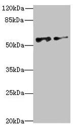 NEK3 Antibody in Western Blot (WB)