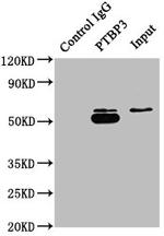 PTBP3 Antibody in Western Blot (WB)