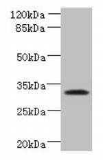 TSPAN5 Antibody in Western Blot (WB)