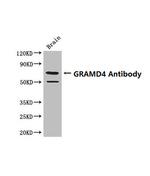 GRAMD4 Antibody in Western Blot (WB)