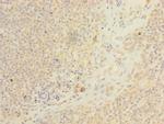 ARMC9 Antibody in Immunohistochemistry (Paraffin) (IHC (P))