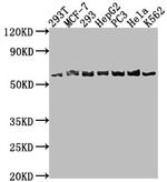 APCDD1 Antibody in Western Blot (WB)