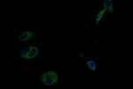 IFNLR1 Antibody in Immunocytochemistry (ICC/IF)