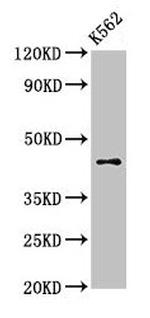 AGPAT3 Antibody in Western Blot (WB)