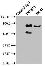 C12orf11 Antibody in Western Blot (WB)