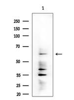 DMPK Antibody in Western Blot (WB)