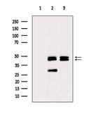 NFATC2IP Antibody in Western Blot (WB)