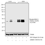 Phospho-ERK1 (Thr202, Tyr205) Antibody in Western Blot (WB)