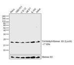 H3K36me3 Antibody in Western Blot (WB)