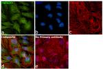 TNFAIP3 Antibody in Immunocytochemistry (ICC/IF)