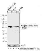 Phospho-YAP1 (Ser127) Antibody in Western Blot (WB)