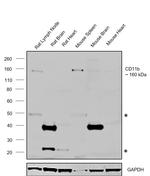 CD11b Antibody in Western Blot (WB)