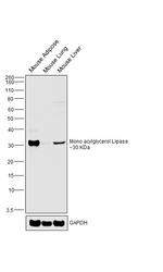 Monoacylglycerol Lipase Antibody