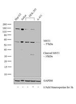 MST1 (STK4) Antibody
