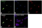 ALDH1A2 Antibody in Immunocytochemistry (ICC/IF)