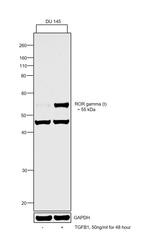 ROR gamma Antibody in Western Blot (WB)