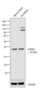 S1PR2 Antibody in Western Blot (WB)