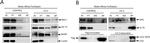 DYNC1LI2 Antibody in Western Blot (WB)