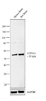 ATP5A1 Antibody in Western Blot (WB)