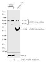 VCAM-1 Antibody
