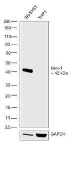 ISL1 Antibody in Western Blot (WB)