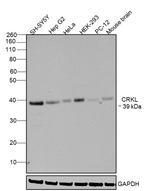 CrkL Antibody in Western Blot (WB)