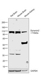Dynamin 2 Antibody in Western Blot (WB)