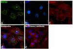 HSPA4 Antibody in Immunocytochemistry (ICC/IF)