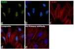 TRIB3 Antibody in Immunocytochemistry (ICC/IF)