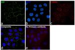 gamma Catenin Antibody in Immunocytochemistry (ICC/IF)