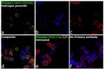Phospho-CD3z (Tyr142) Antibody in Immunocytochemistry (ICC/IF)