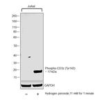 Phospho-CD3z (Tyr142) Antibody in Western Blot (WB)